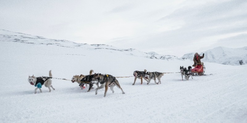 _The UP 200 Sled Dog Race